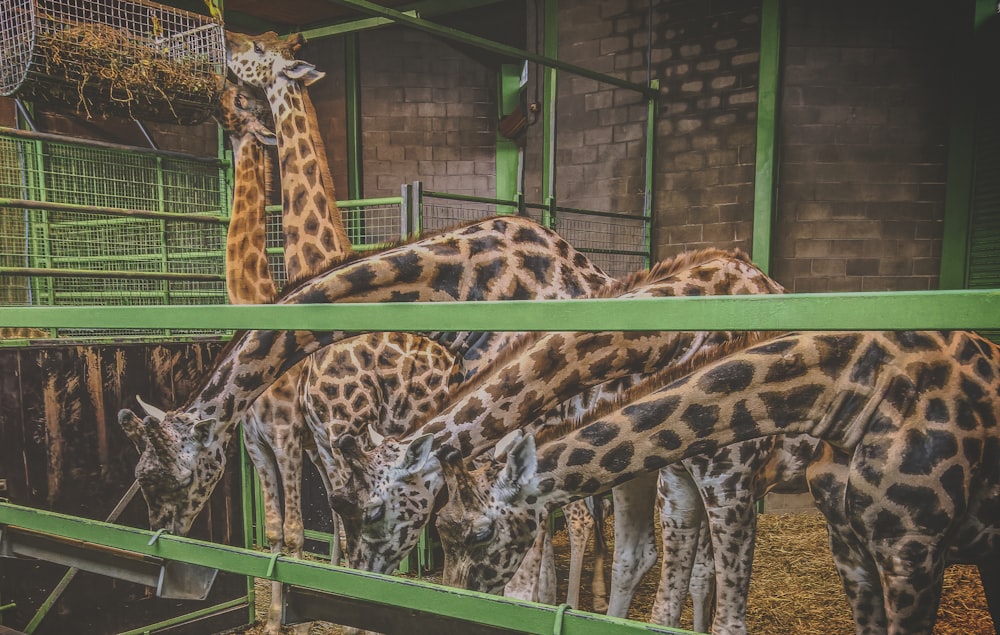a group of giraffes eating from a trough