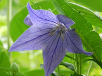 A close-up of a purple balloon flower with delicate veins and a star-like shape, set against a backdrop of lush, green leaves.
