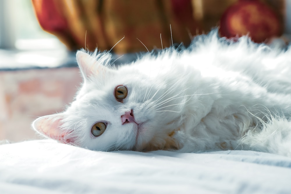 langpelzige weiße Katze, die auf weißem Textil liegt, Nahaufnahme