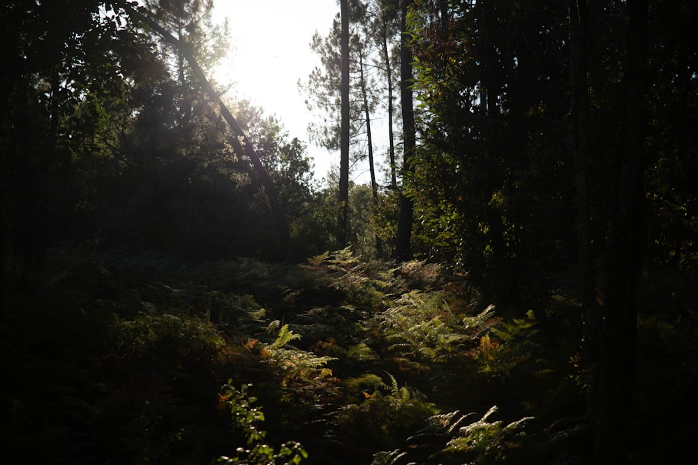 green-leafed trees