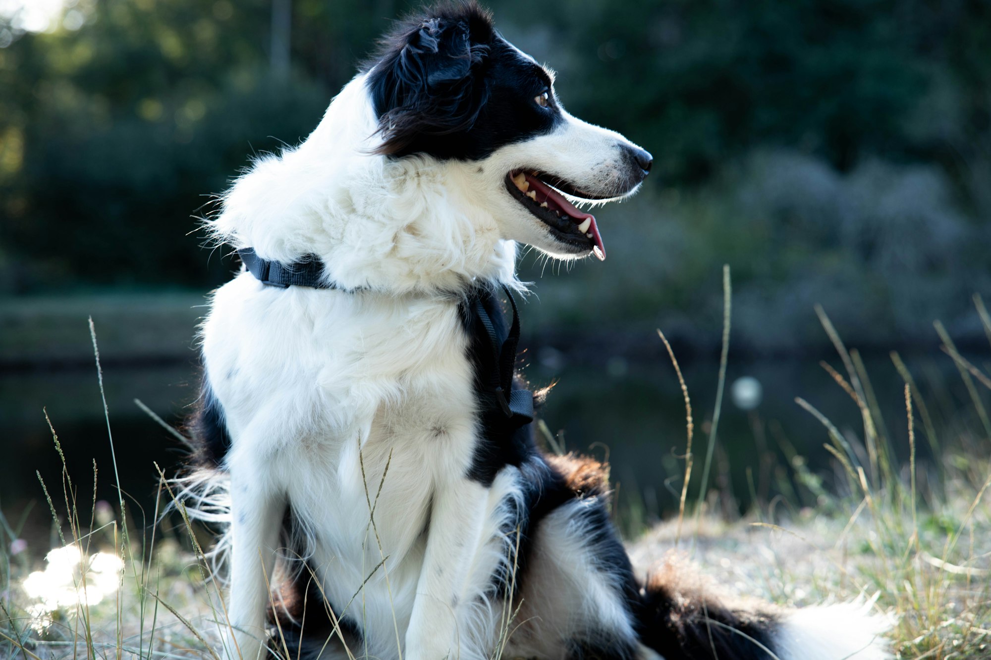 How Fast Can Border Collies Run?