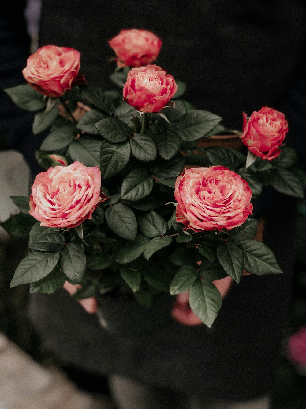 red rose flowers