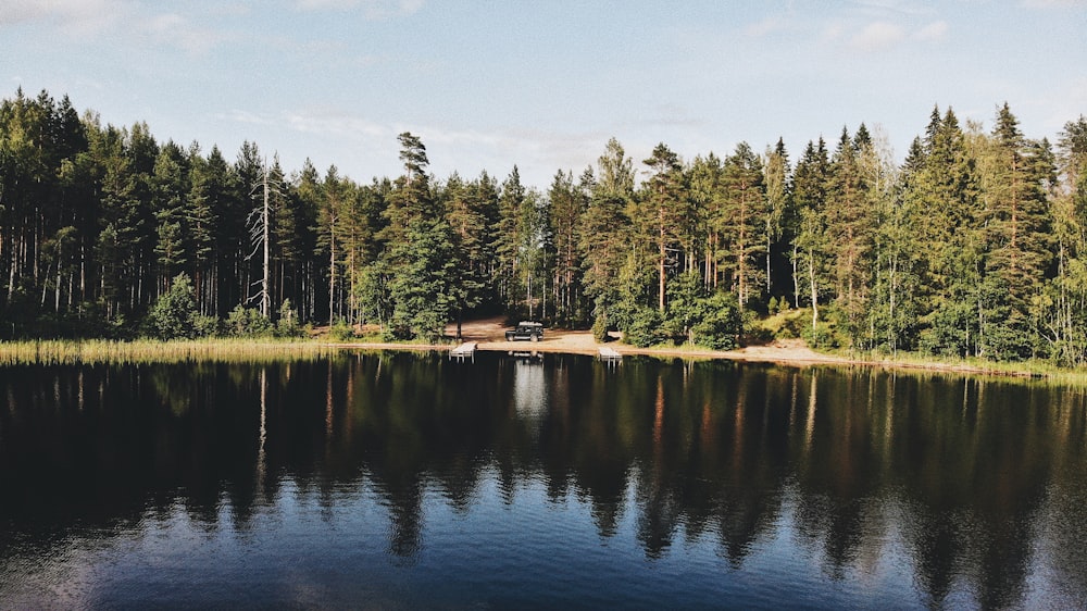 green pine trees