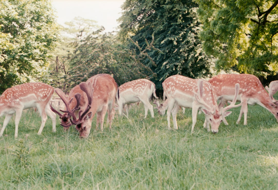 herd of brown deer
