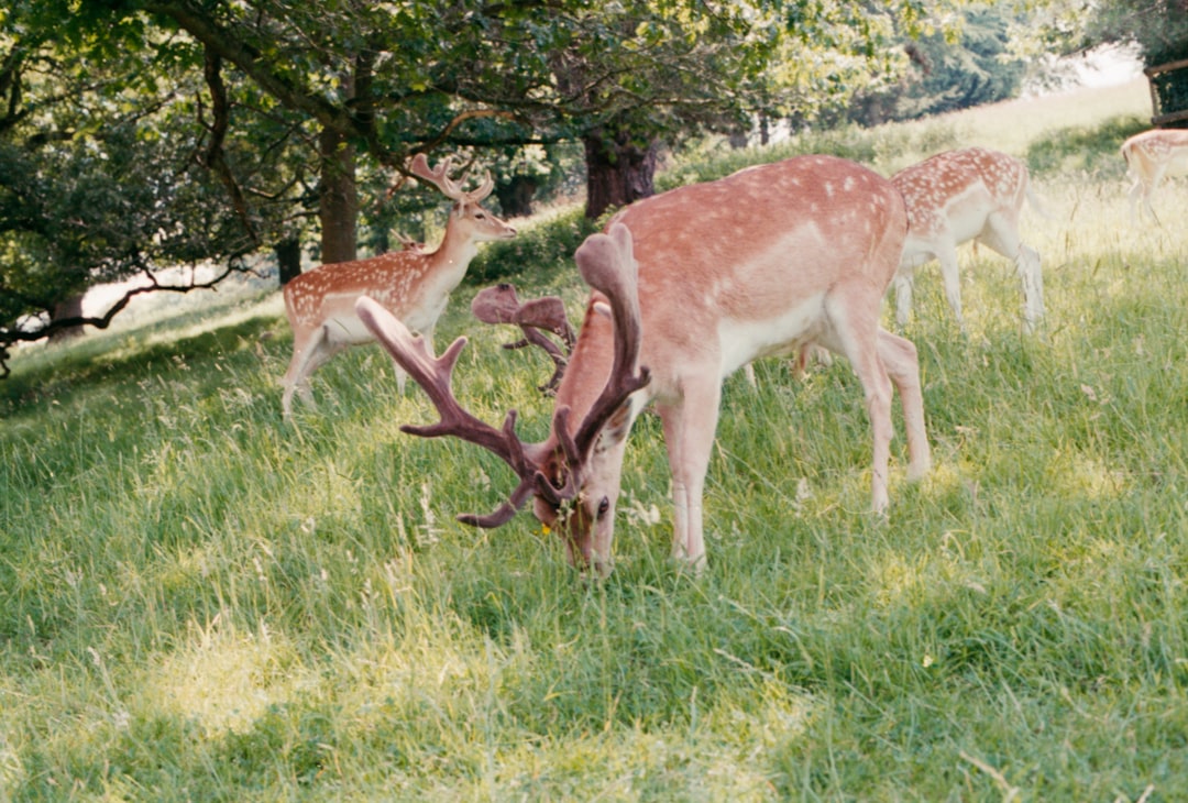 brown deer