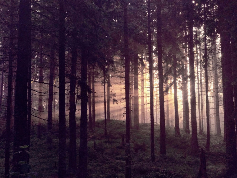 silhouette of trees