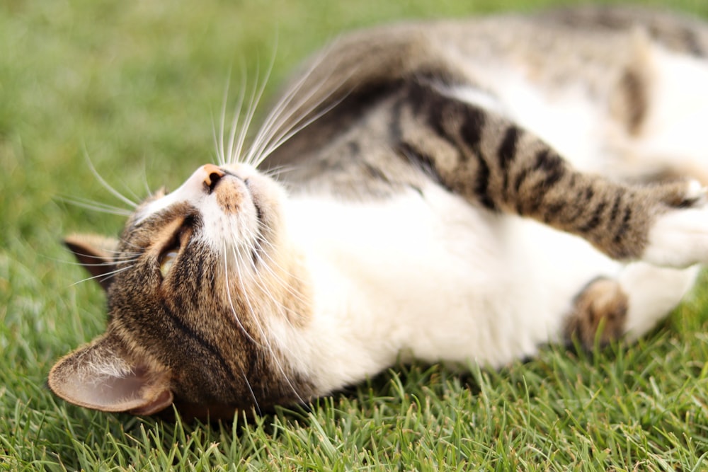 selective focus photo of lying brown tabby cat