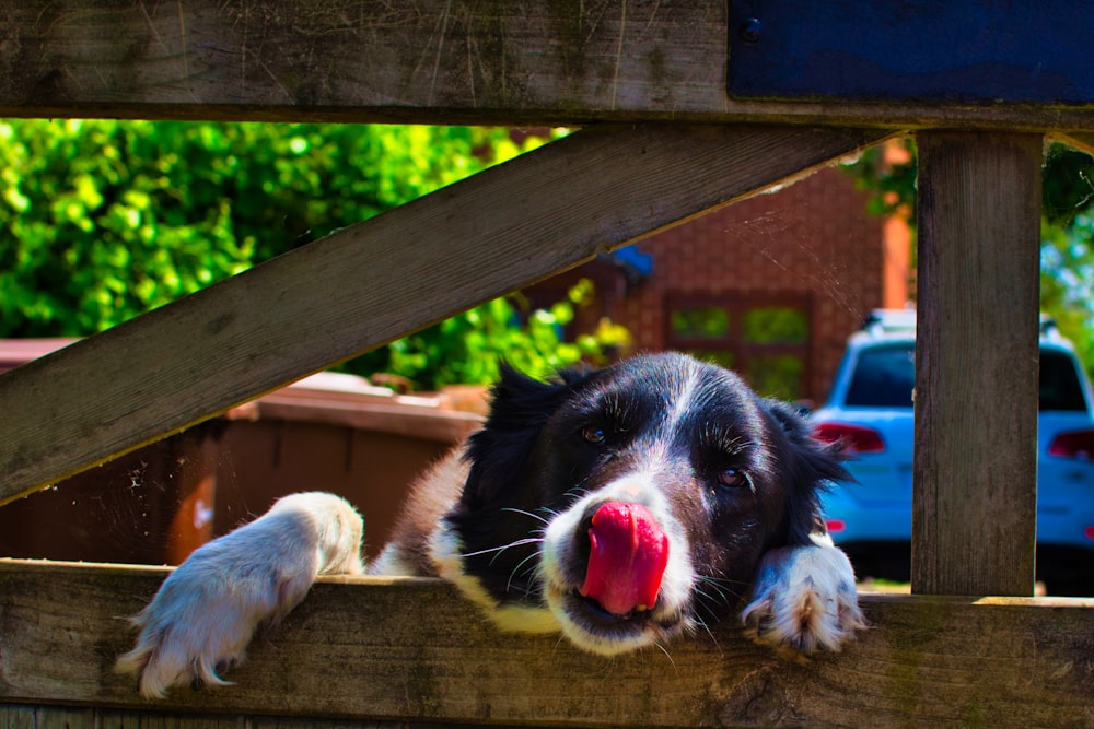 adult black and white dog leaning on wooden fence
