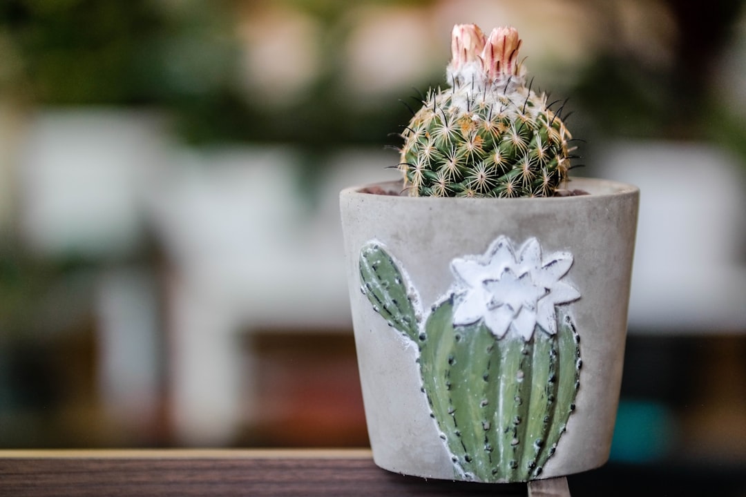 green cactus on white clay pot with cactus print