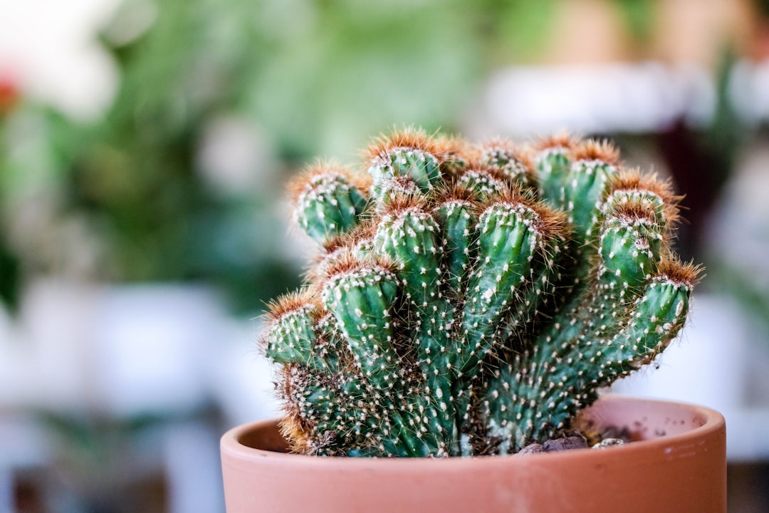 green cactus plant