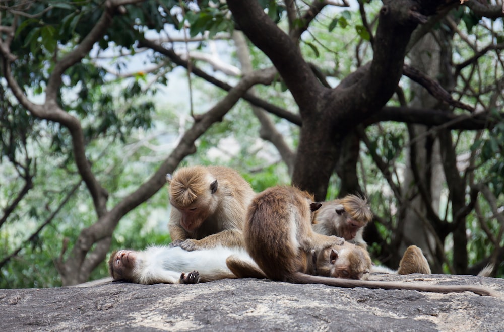 fotografia de grupo de macaco no chão