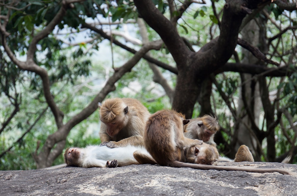 photography of group of monkey on ground