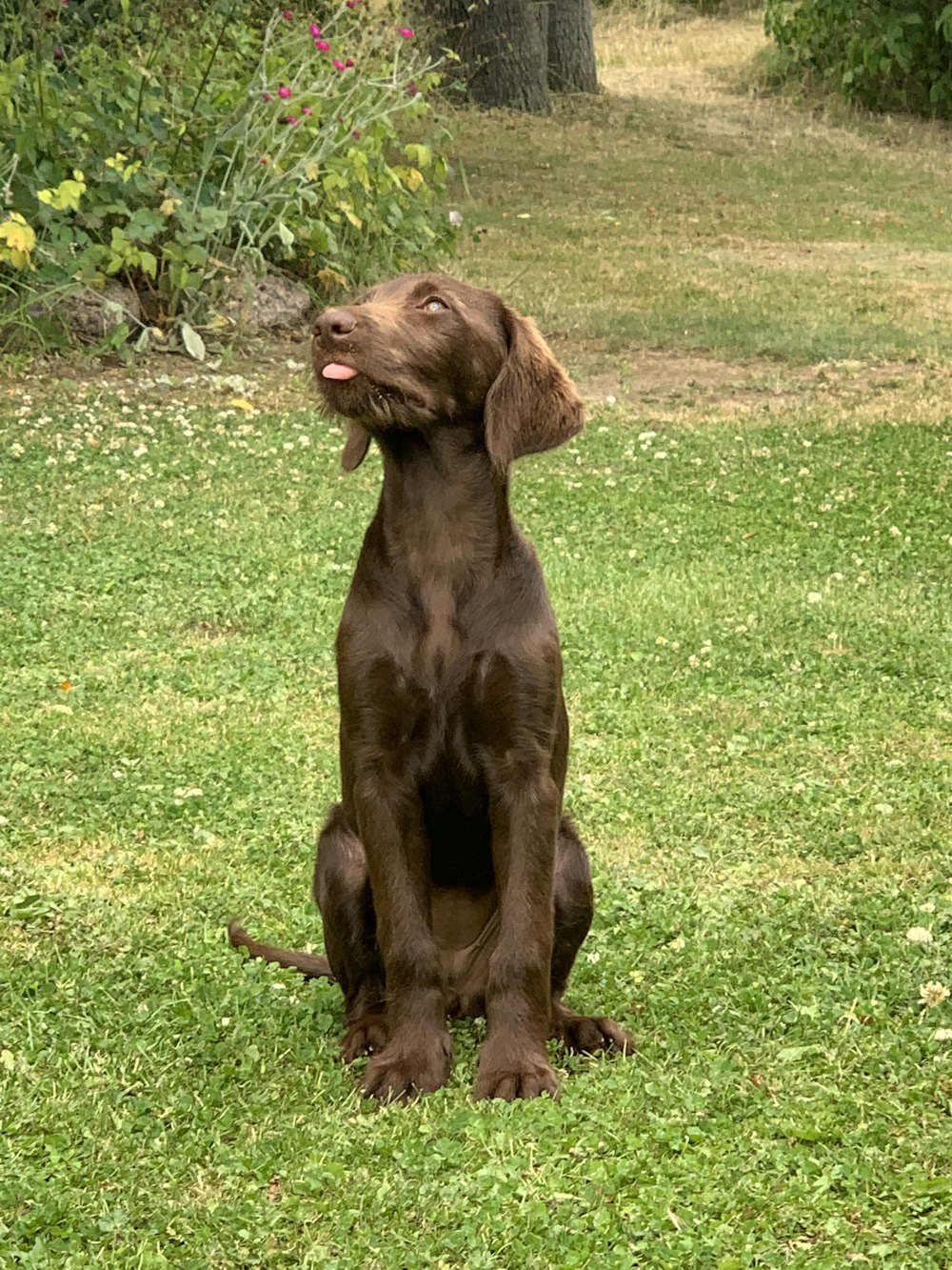 ショートコートの犬