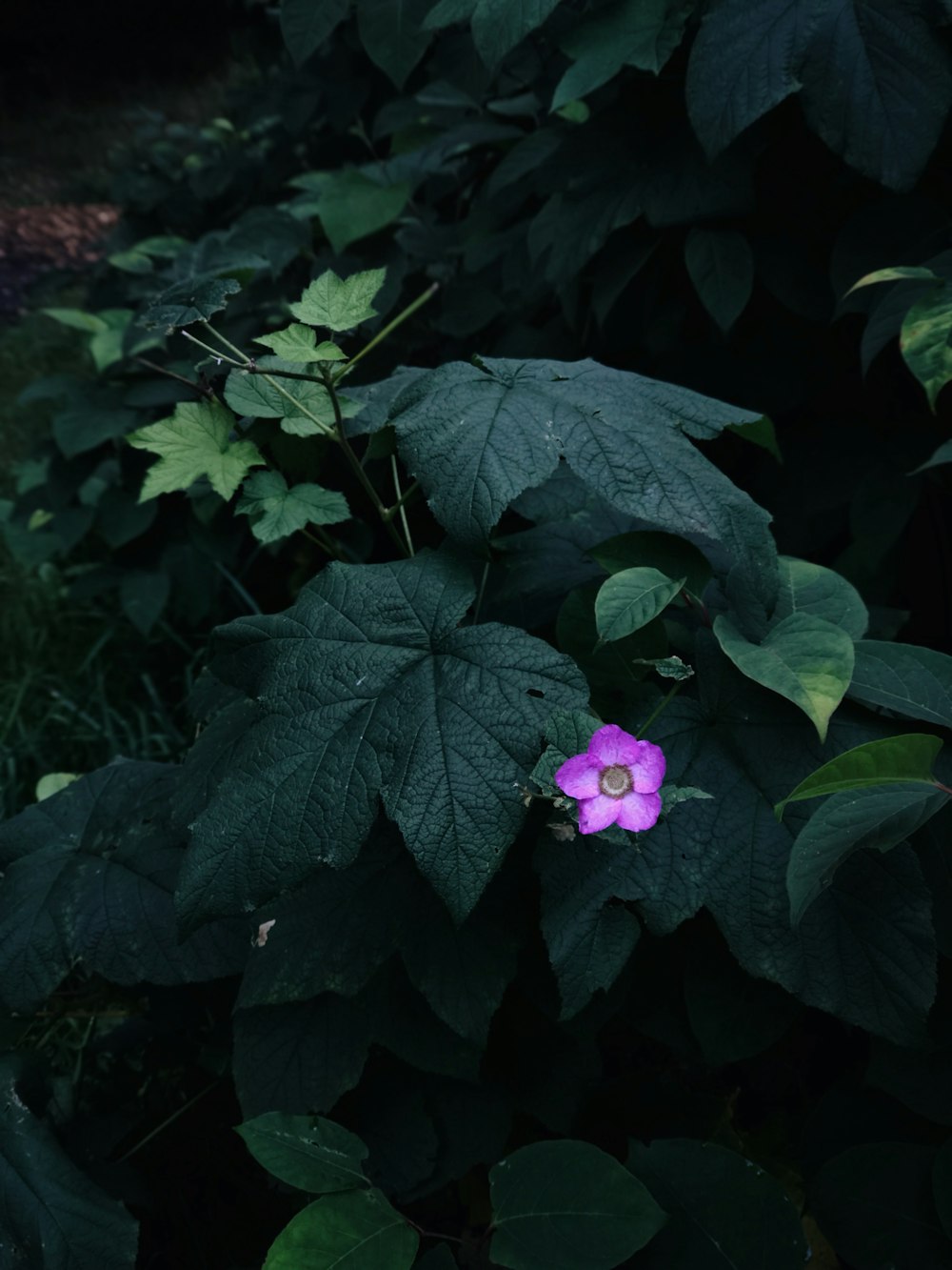 pink-petaled flower beside plants