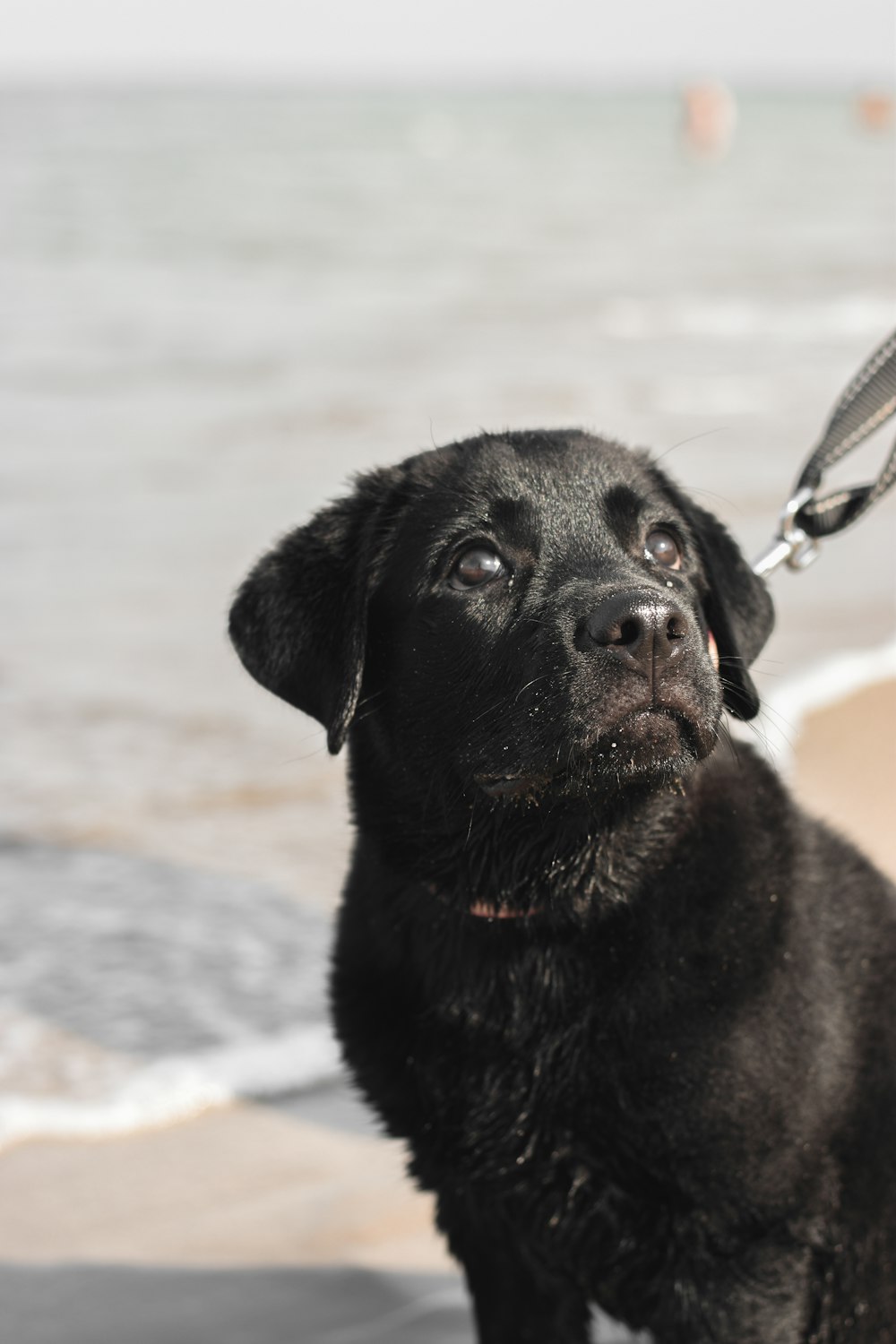 Dog Animal Pet And Mammal Hd Photo By William Navarro