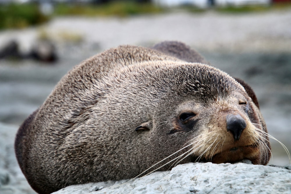 black and brown animal close-up photography