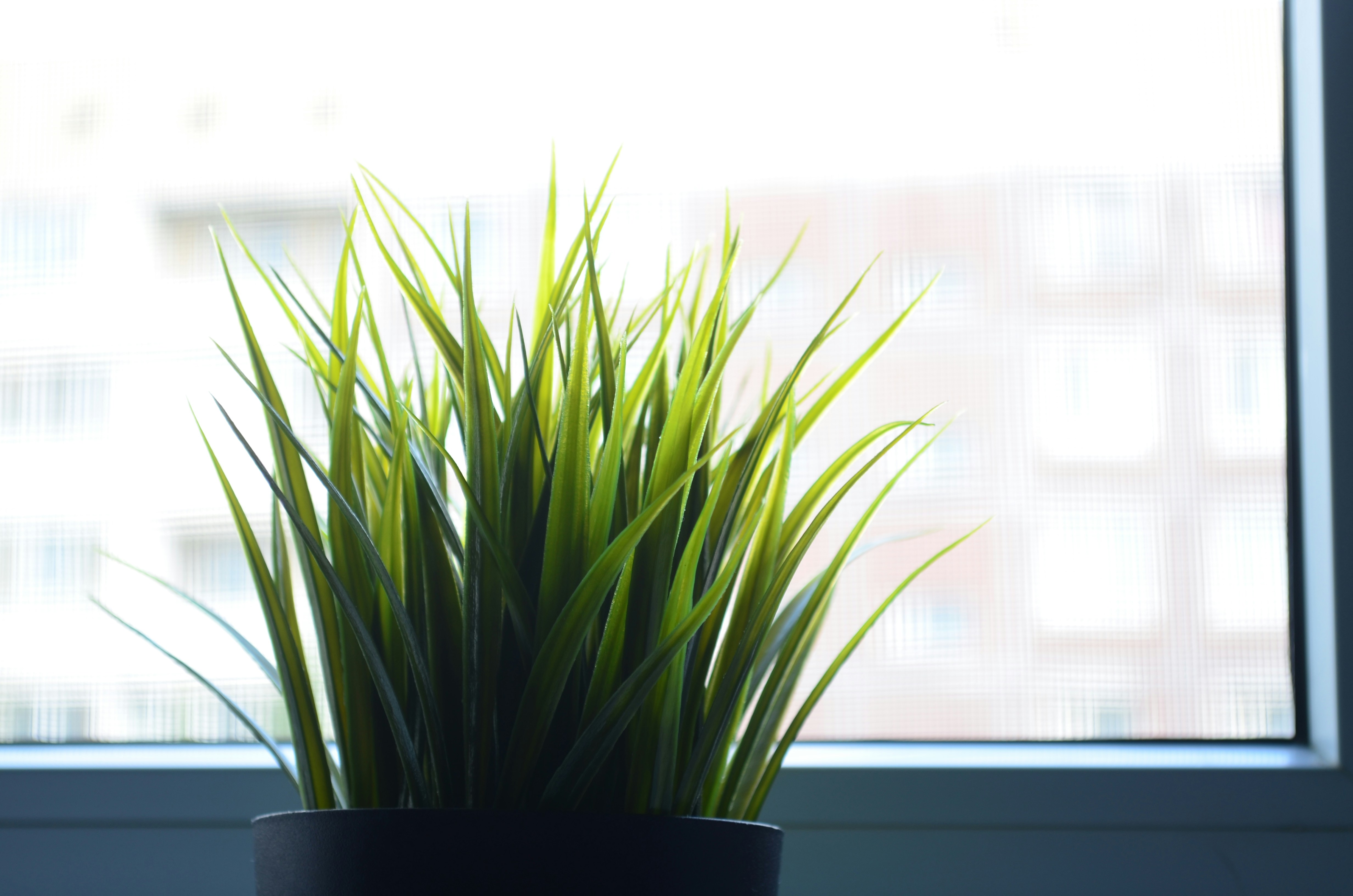 Photo by splithead128