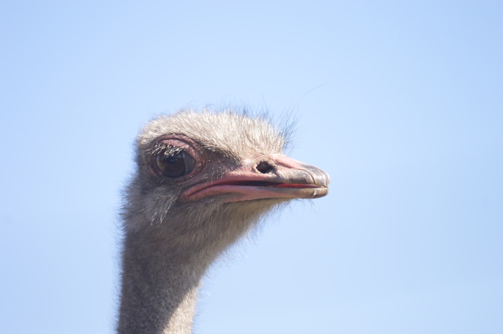 ostrich head photo