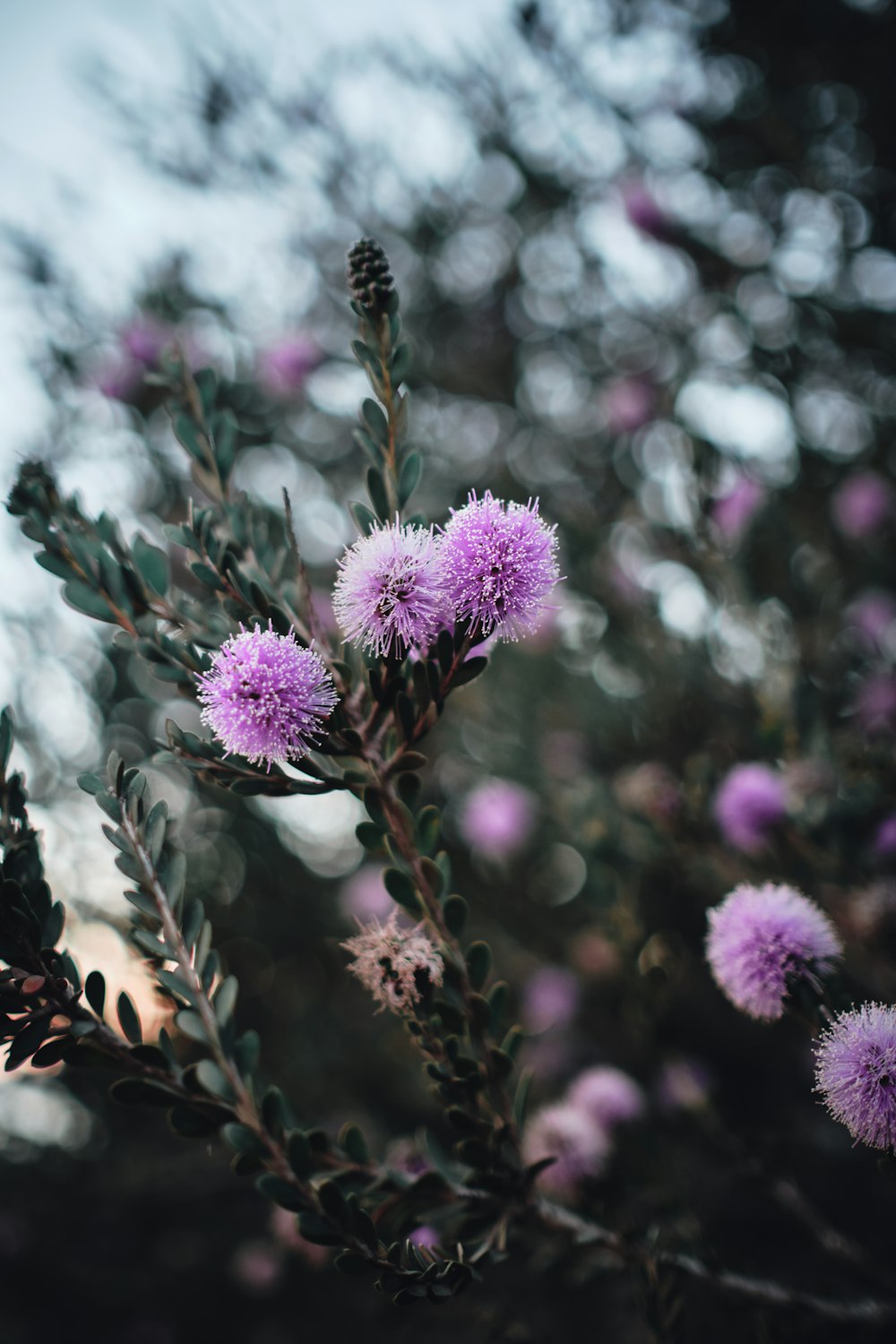 fleurs aux pétales violets