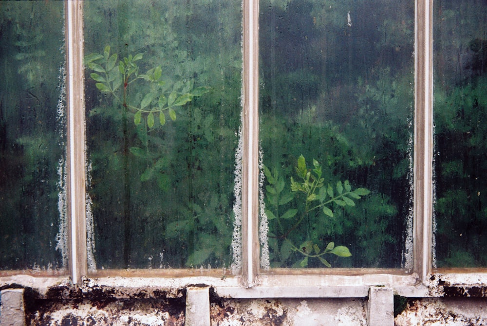 white glass-panel window across green plants
