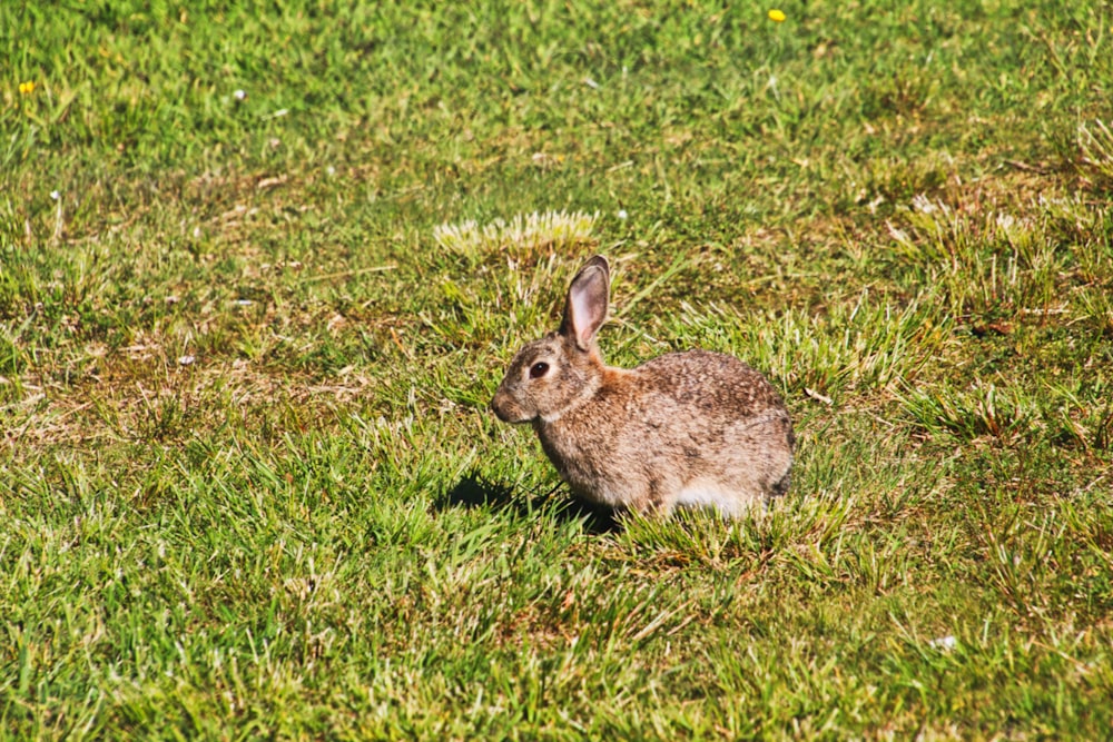 brown rabbit