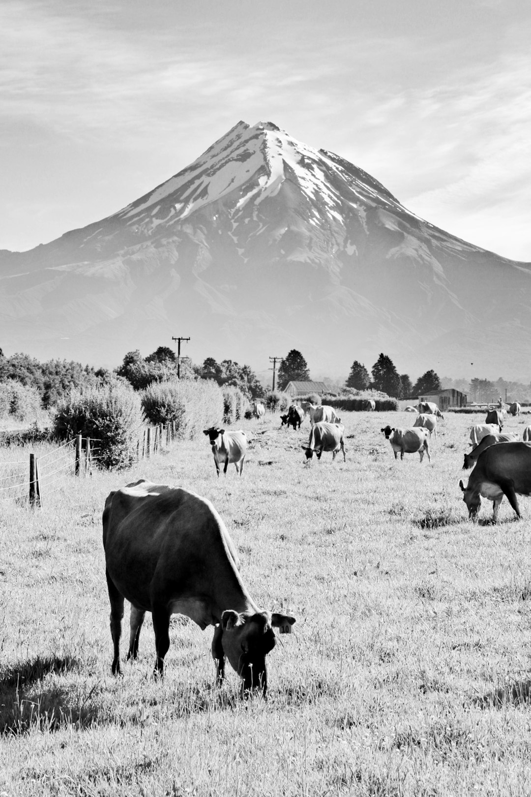 travelers stories about Wildlife in 1937 Egmont Rd, New Zealand