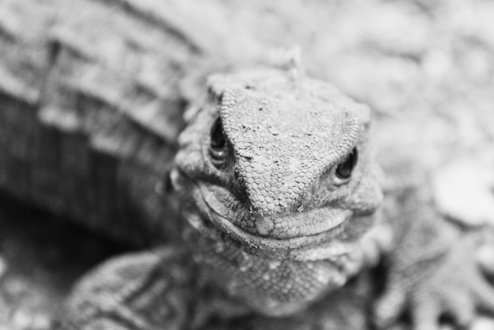 grayscale photo of lizard