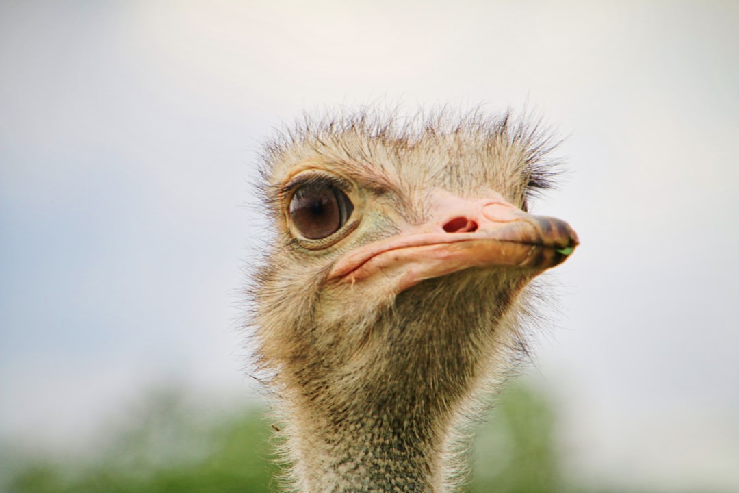  portrait of ostrich ostrich