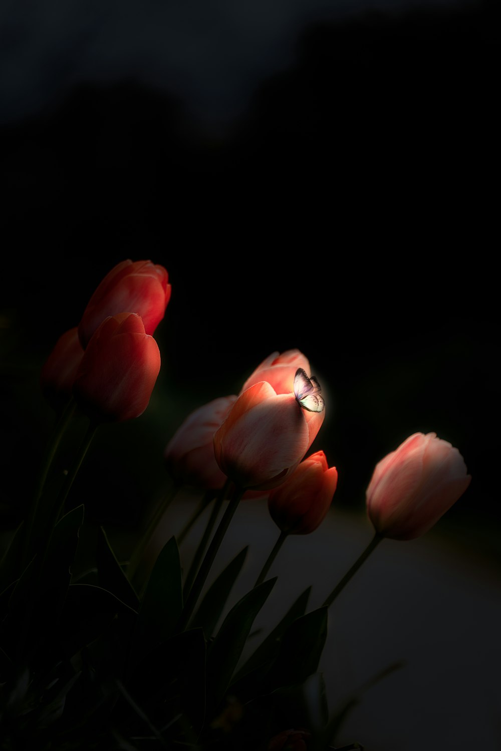 tulipani rosa con farfalla