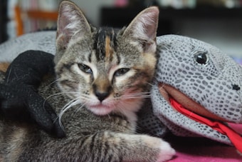 A tabby cat is lying down next to a plush toy in the shape of a gray spotted dinosaur. The cat has a calm expression, with its eyes partially closed. The toy features a red open mouth and large black eyes.