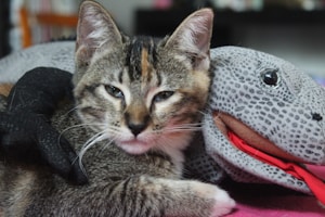 A tabby cat is lying down next to a plush toy in the shape of a gray spotted dinosaur. The cat has a calm expression, with its eyes partially closed. The toy features a red open mouth and large black eyes.