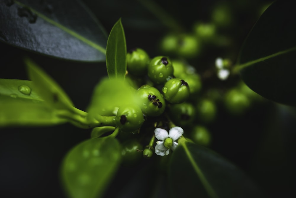 green leafed plant