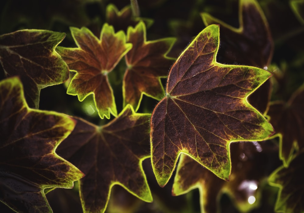 planta de folhas vermelhas e verdes