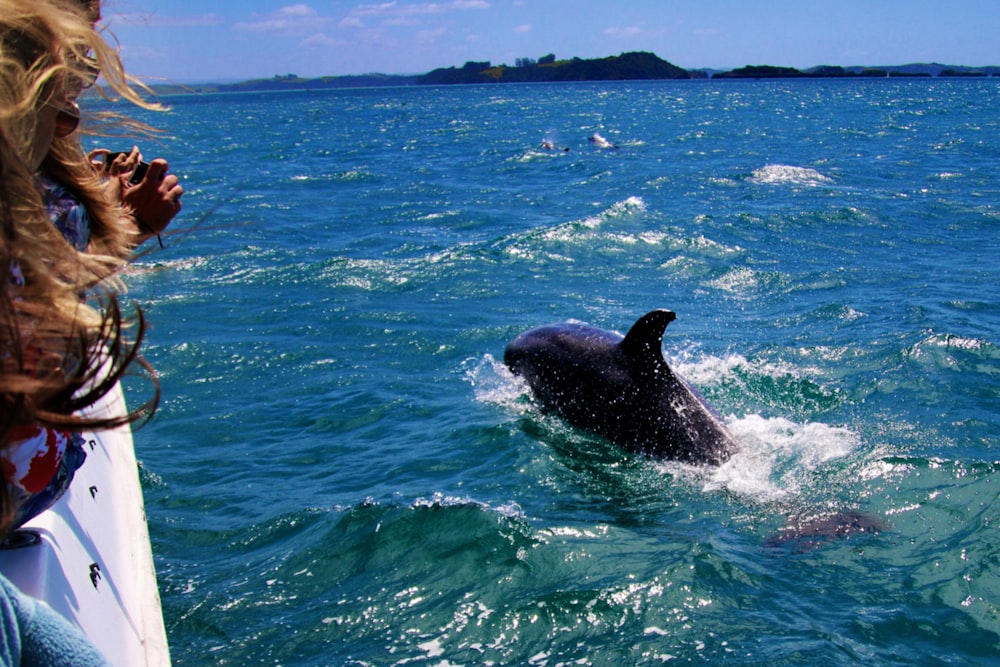 gray dolphin on the body of water