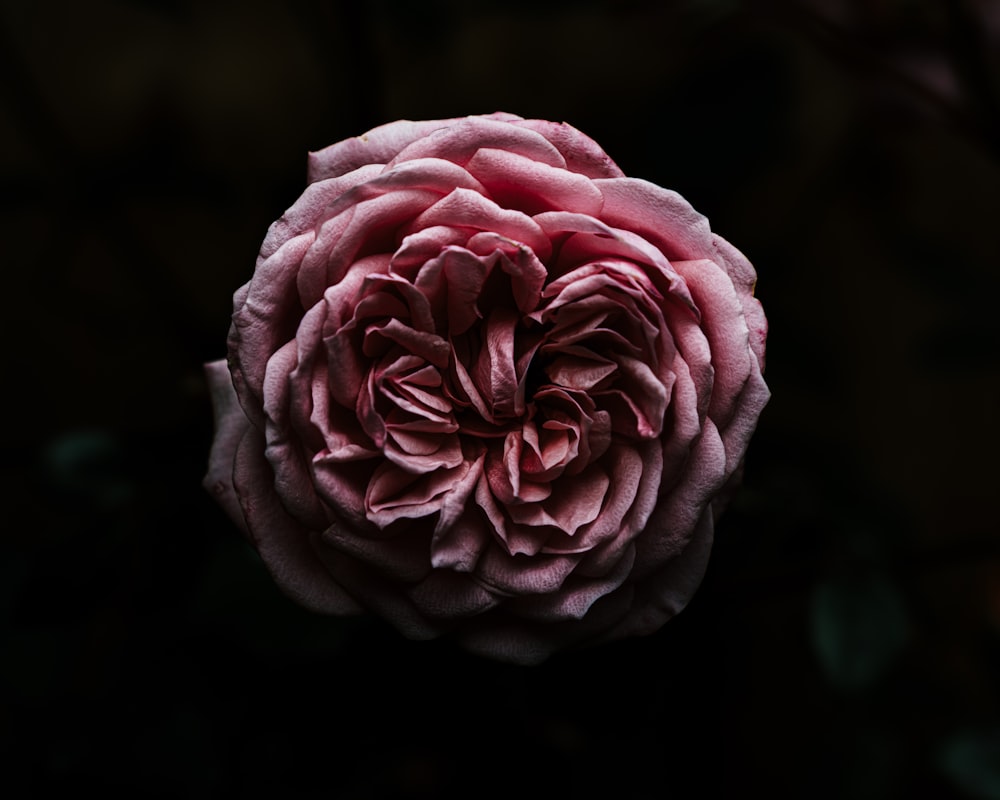 Rosa rosa em flor