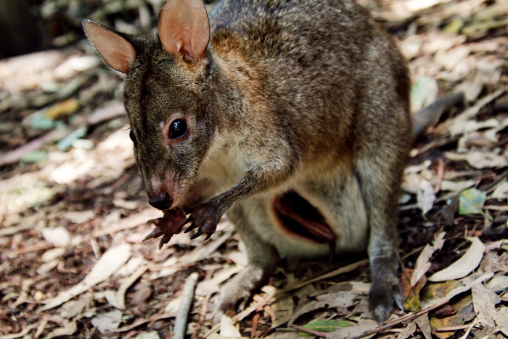 brown rabbit