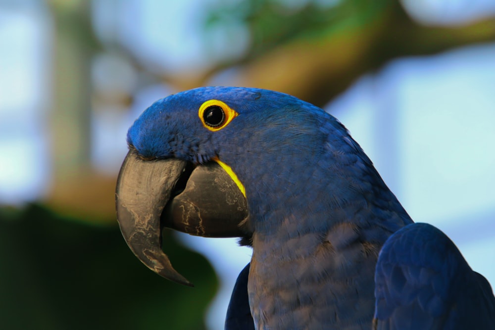 blue macaw