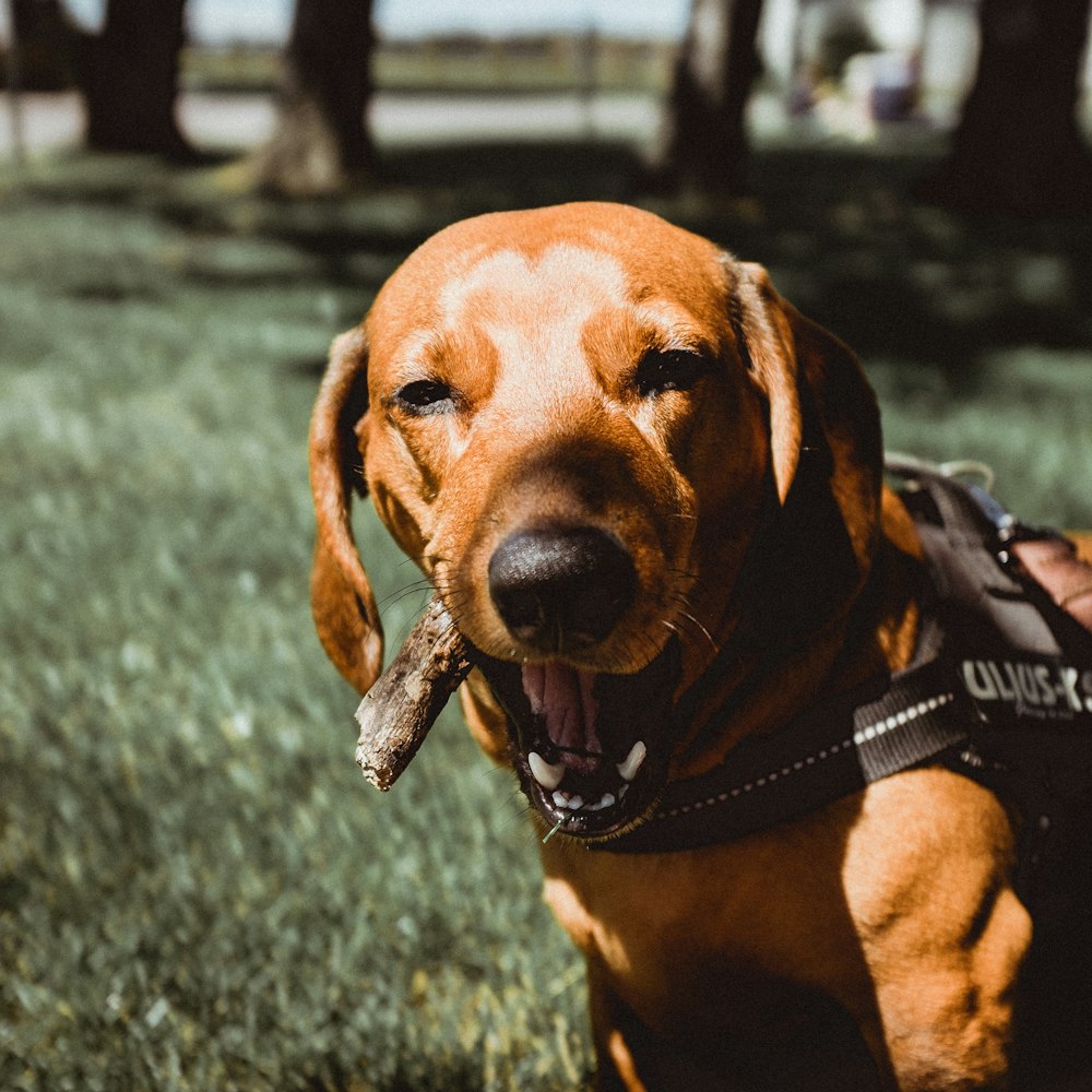 brown dachshund