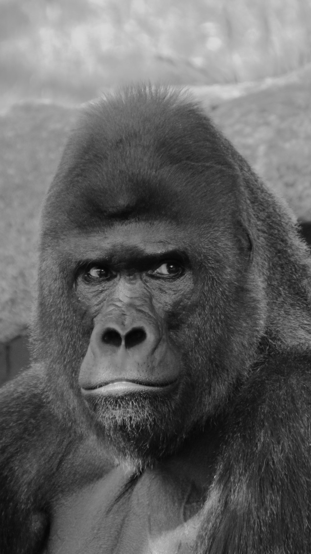 schwarzer Gorilla