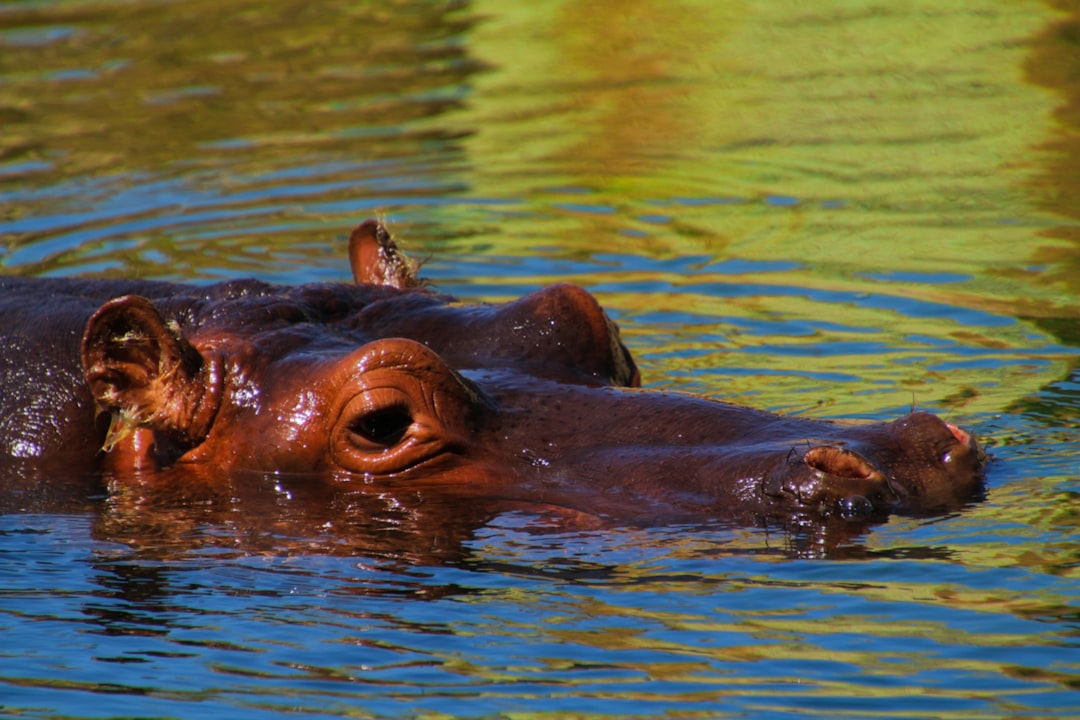 ippopotamo marrone sul corpo d'acqua