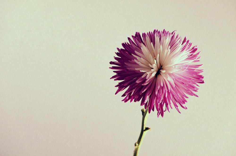 fotografia de foco seletivo de flor roxa