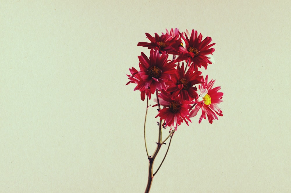 red-petaled flowers