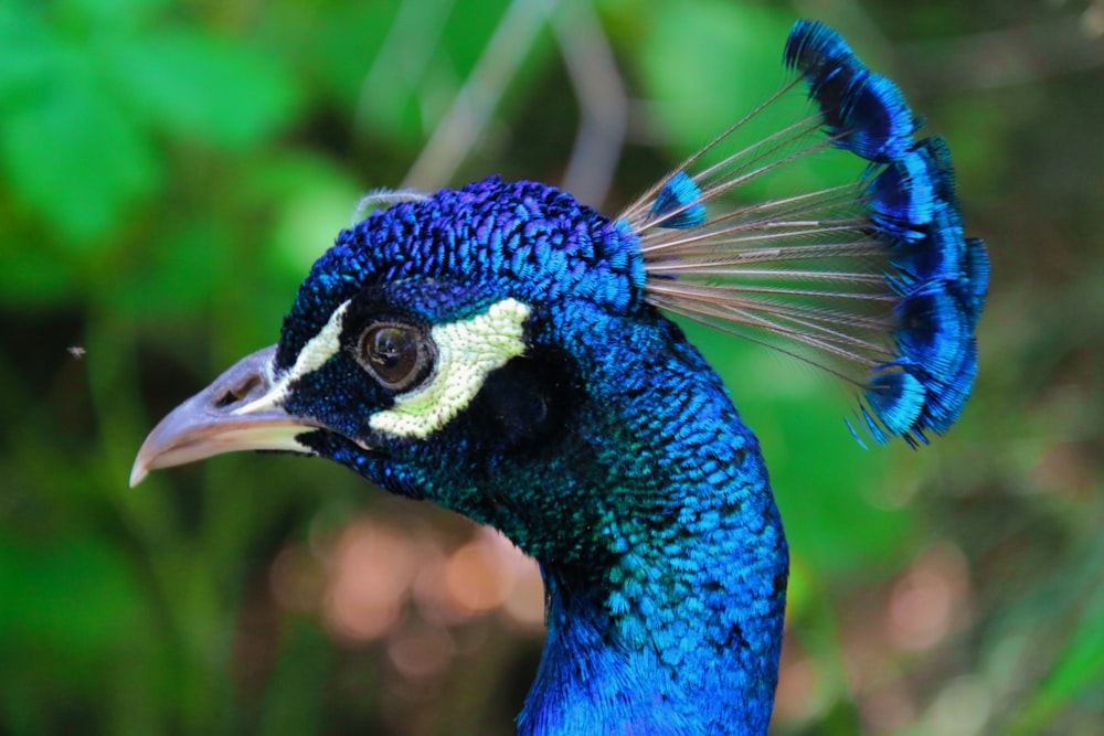 selective focus photography of blue bird