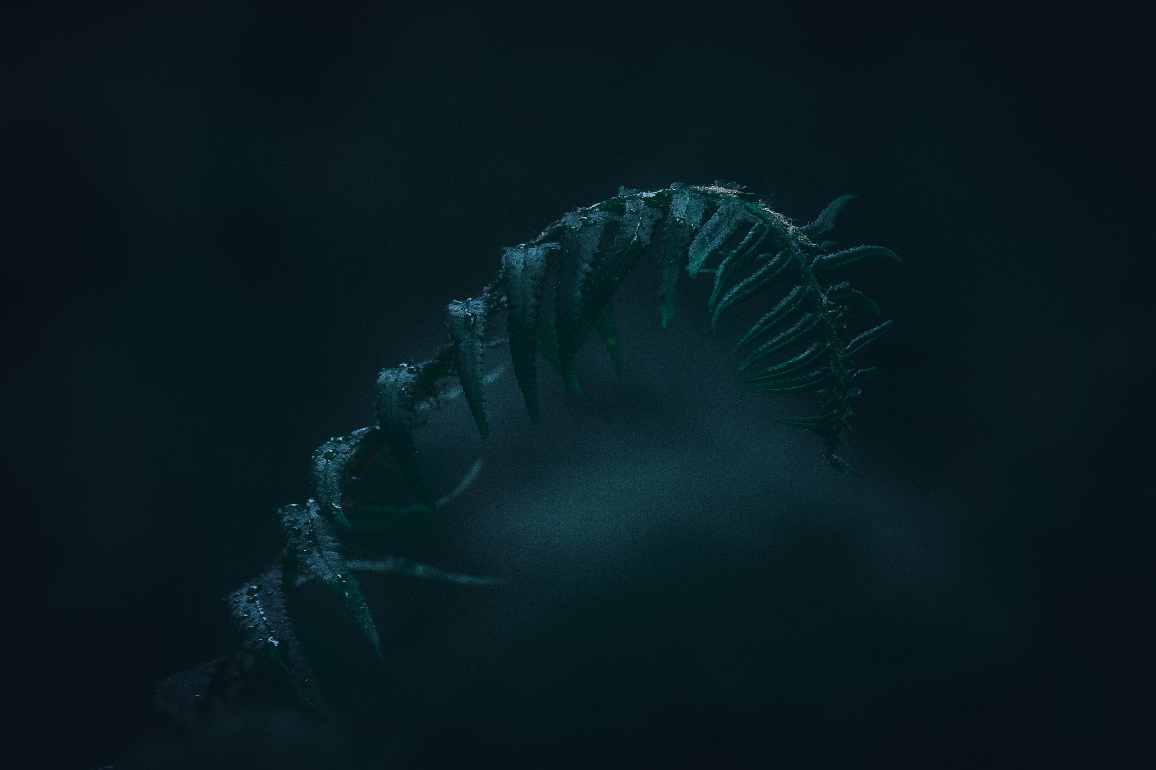 Morning fern blade with dew while out for an early morning hike.