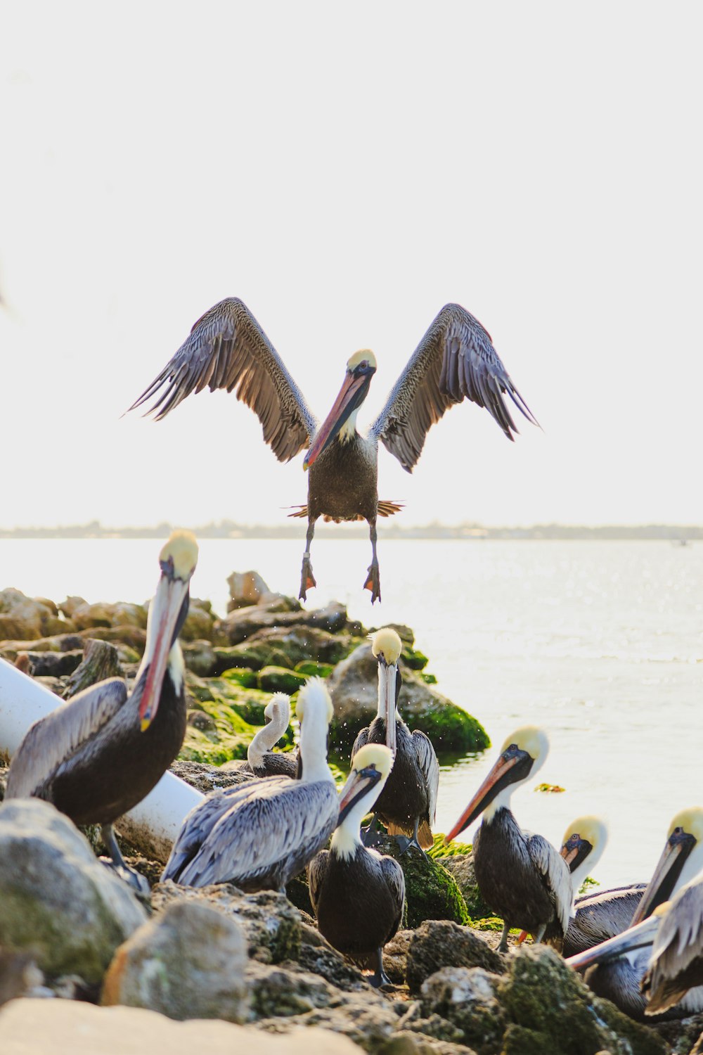 flock of pelican bird