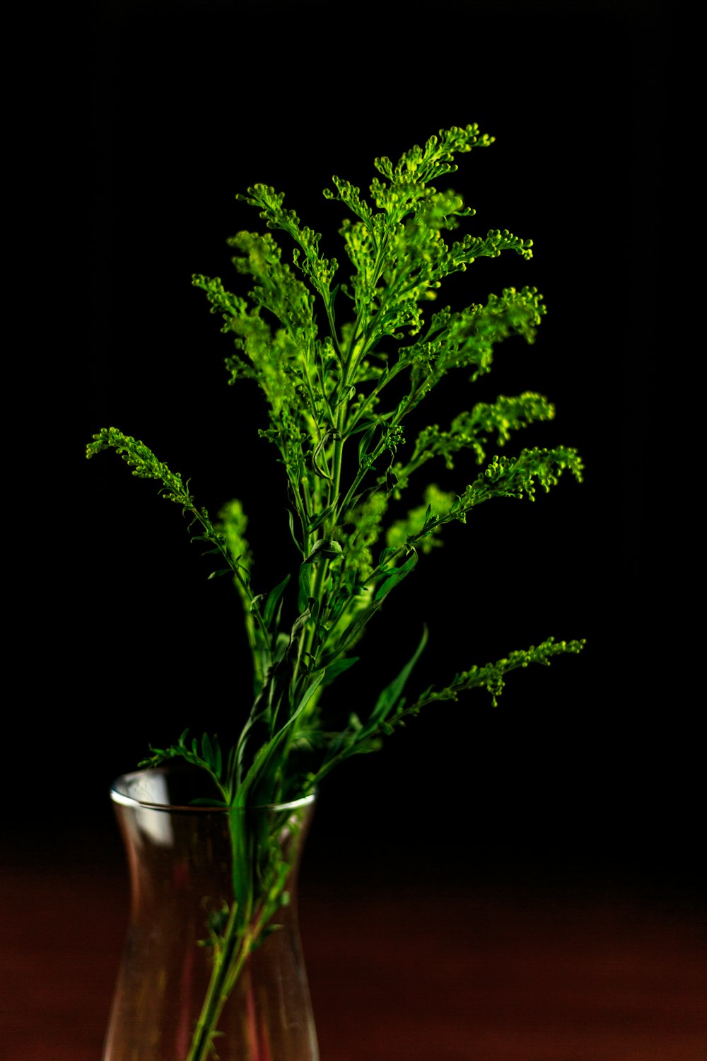 투명한 유리 꽃병에 녹색 잎이 달린 식물