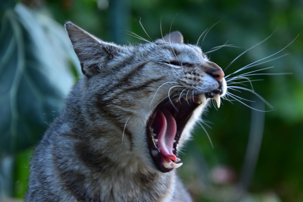 Angry Cat Pictures  Download Free Images on Unsplash