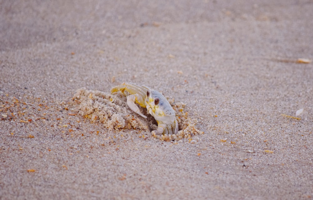 Crabe sur le rivage