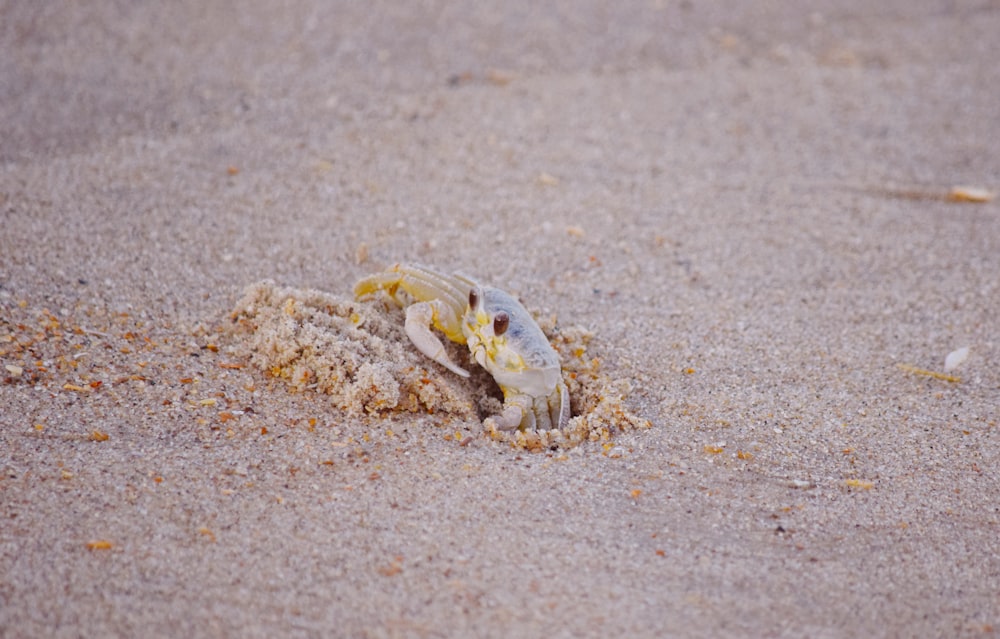 crab on shore
