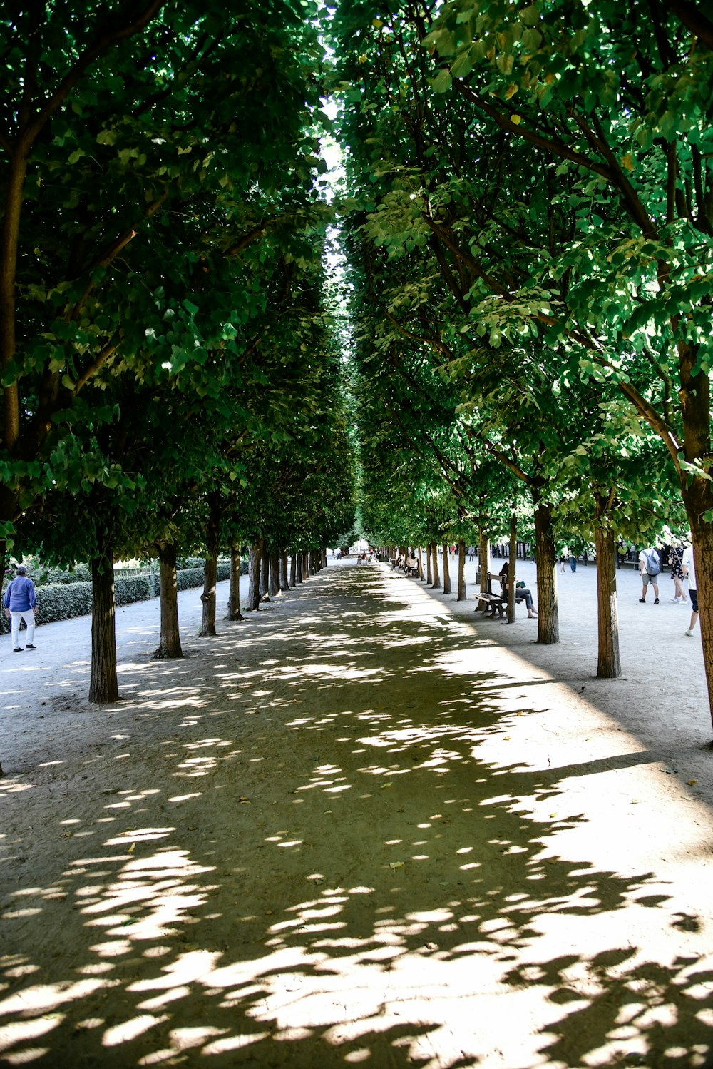 pathway between trees